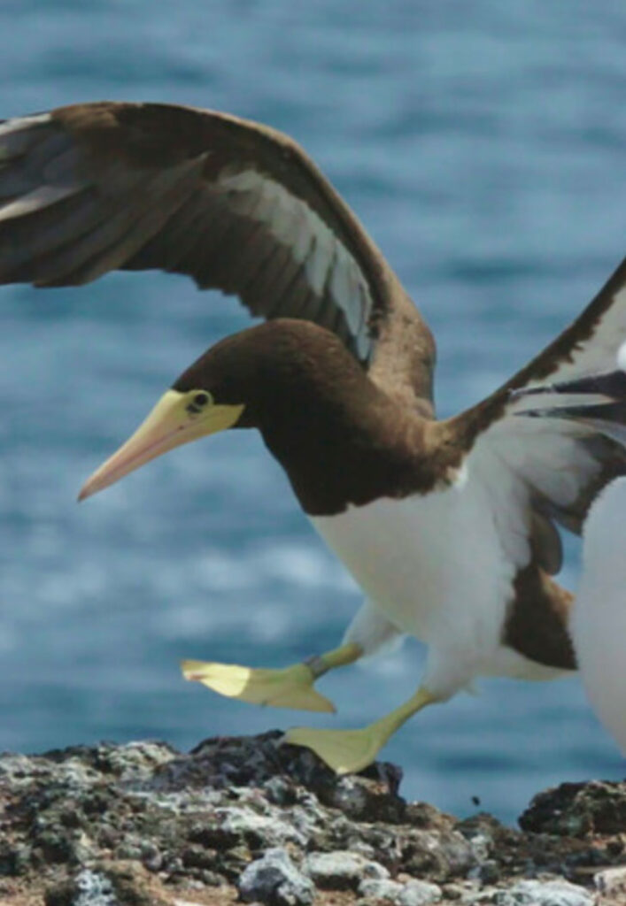 Fight For Flight: Birds Of Cabo Verde